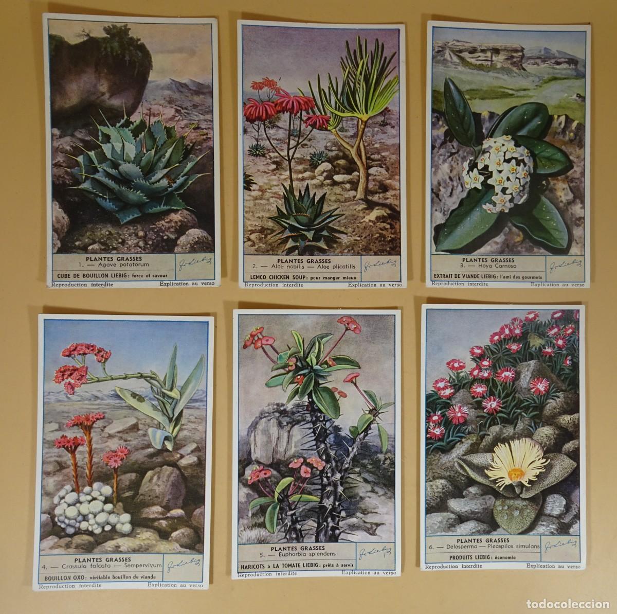 Colecionismo Cromos antigos: ANTIGUOS CROMOS LIEBIG SERIE x6, PLANTES GRASSES , VER FOTOS