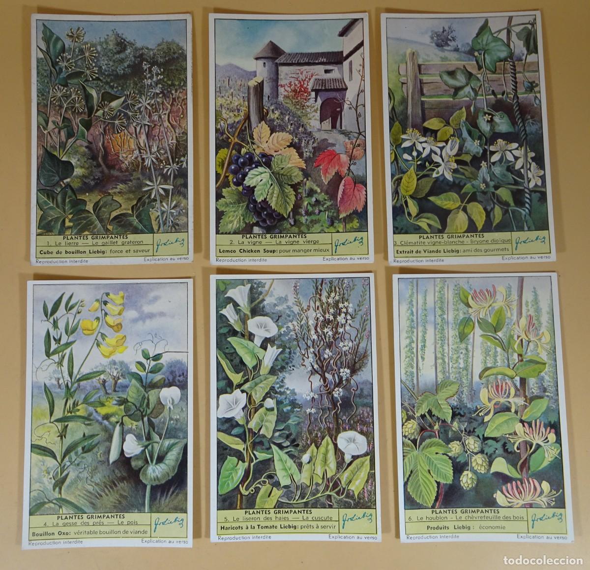 Colecionismo Cromos antigos: ANTIGUOS CROMOS LIEBIG SERIE x6, PLANTES GRIMPANTES , VER FOTOS