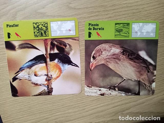 Coleccionismo cromos antiguos: FICHAS ANIMALES -- PICAFLOR - PINZON DE DARWIN - Foto 1