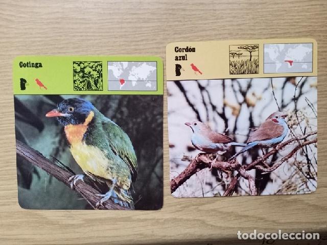 Coleccionismo cromos antiguos: FICHAS ANIMALES -- COTINGA - CORDON AZUL - Foto 1