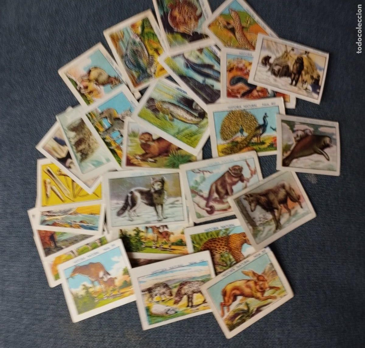 Coleccionismo cromos antiguos: Lote de 36 cromos peque&ntilde;os de chocolates Juncosa - Foto 1