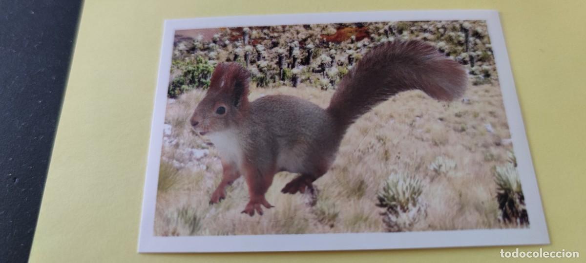 Coleccionismo cromos antiguos: CROMO ANIMALES (PANINI 2020) - N&ordm; 35 - Foto 1