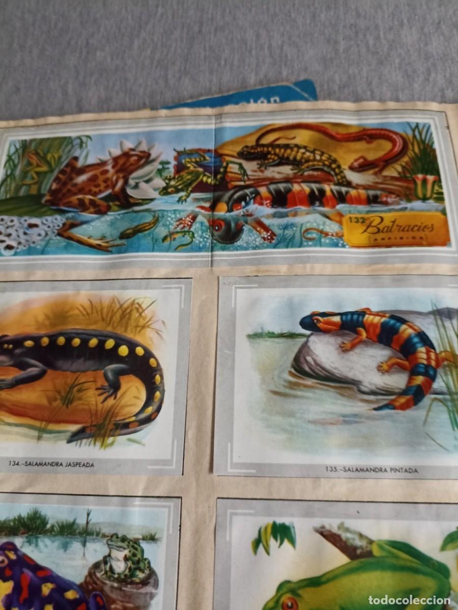 Coleccionismo cromos antiguos: coleccion de cromos vida y color COMPLETA - Foto 7