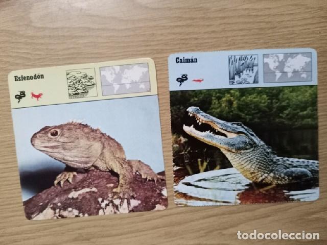 Coleccionismo cromos antiguos: FICHAS ANIMALES -- ESFENODON - CAIMAN - Foto 1