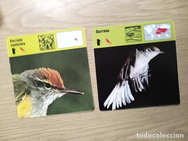 Coleccionismo cromos antiguos: FICHAS ANIMALES -- CURRUCA COSTURERA - CURRUCA - Foto 1