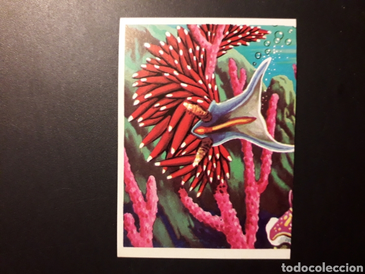 Colecionismo Cromos antigos: NUDIBRANQUIOS PANORAMA ZOOL&Oacute;GICO RUIZ ROMERO 1973 N&deg; 29 SIN PEGAR PEDIDO M&Iacute;NIMO 3&euro;.