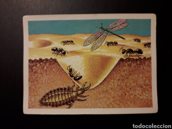 Colecionismo Cromos antigos: HORMIGA LE&Oacute;N PANORAMA ZOOL&Oacute;GICO RUIZ ROMERO 1973 N&deg; 47 SIN PEGAR PEDIDO M&Iacute;NIMO 3&euro;.