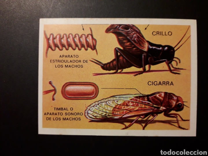 Colecionismo Cromos antigos: GRILLO, CIGARRA PANORAMA ZOOL&Oacute;GICO RUIZ ROMERO 1973 N&deg; 51 SIN PEGAR PEDIDO M&Iacute;NIMO 3&euro;