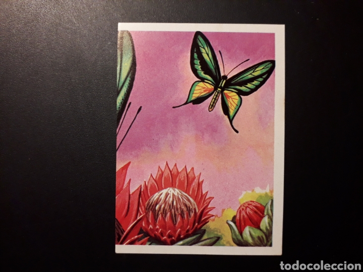 Colecionismo Cromos antigos: MARIPOSA EMPERATRIZ PANORAMA ZOOL&Oacute;GICO RUIZ ROMERO 1973 N&deg; 67 SIN PEGAR PEDIDO M&Iacute;NIMO 3&euro;