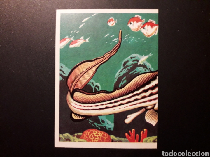 Colecionismo Cromos antigos: LA QUIMERA PANORAMA ZOOL&Oacute;GICO RUIZ ROMERO 1973 N&deg; 102 SIN PEGAR PEDIDO M&Iacute;NIMO 3&euro;