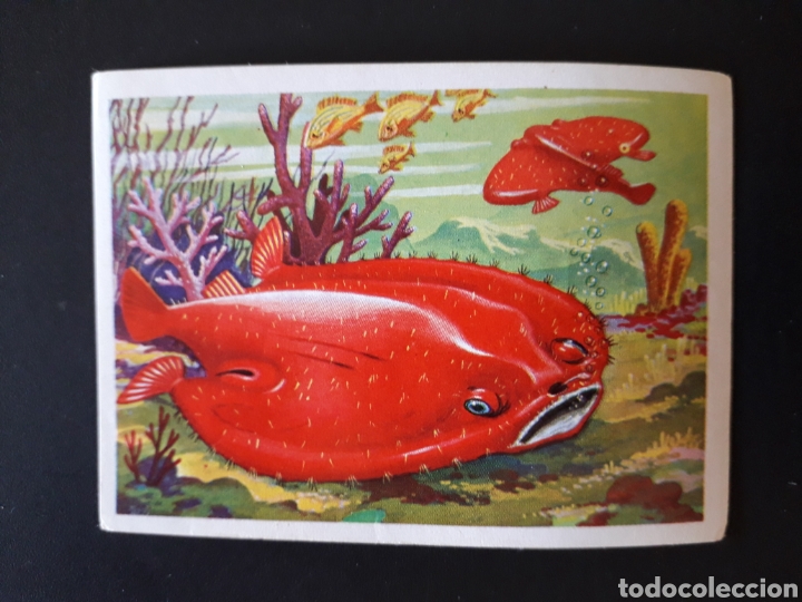 Colecionismo Cromos antigos: MURCI&Eacute;LAGO DE MAR PANORAMA ZOOL&Oacute;GICO RUIZ ROMERO 1973 N&deg; 121 SIN PEGAR PEDIDO M&Iacute;NIMO 3&euro;