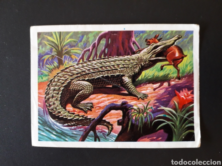 Colecionismo Cromos antigos: COCODRILO DEL ORINOCO PANORAMA ZOOL&Oacute;GICO RUIZ ROMERO 1973 N&deg; 151 SIN PEGAR PEDIDO M&Iacute;NIMO 3&euro;
