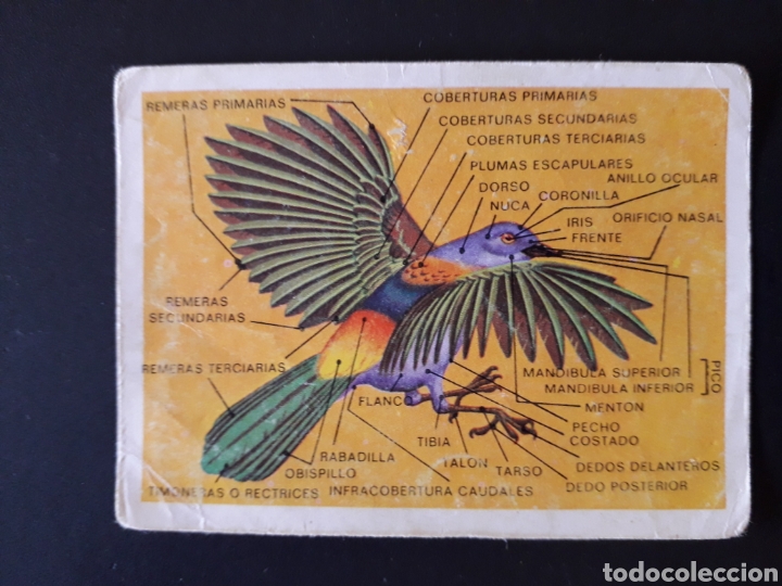 Colecionismo Cromos antigos: TOOPOGRAF&Iacute;A DE UN AVE PANORAMA ZOOL&Oacute;GICO RUIZ ROMERO 1973 N&deg; 169 SIN PEGAR PEDIDO M&Iacute;NIMO 3&euro;