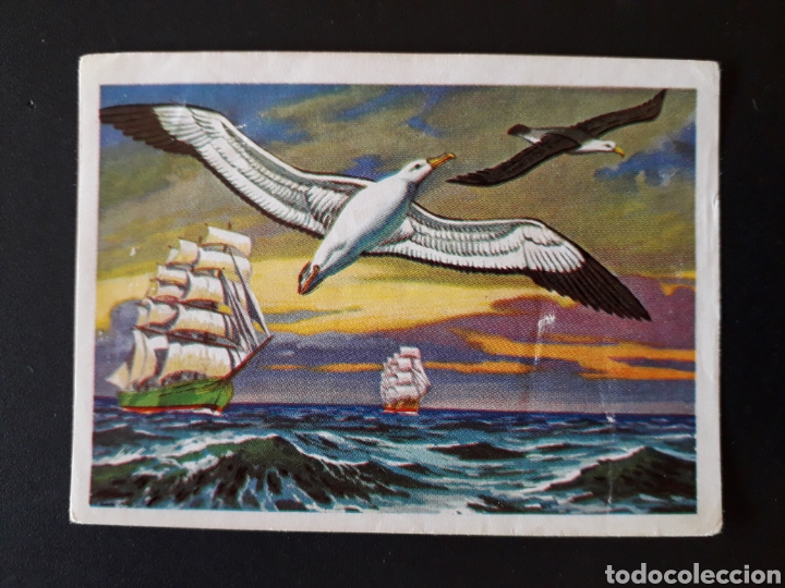 Colecionismo Cromos antigos: EL ALBATROS PANORAMA ZOOL&Oacute;GICO RUIZ ROMERO 1973 N&deg; 172 SIN PEGAR PEDIDO M&Iacute;NIMO 3&euro;