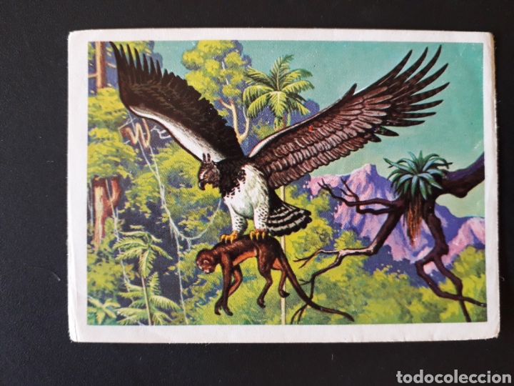 Colecionismo Cromos antigos: &Aacute;GUILA ARP&Iacute;A PANORAMA ZOOL&Oacute;GICO RUIZ ROMERO 1973 N&deg; 178 SIN PEGAR ESCRITO EN TRASERA PEDIDO M&Iacute;NIM 3&euro;