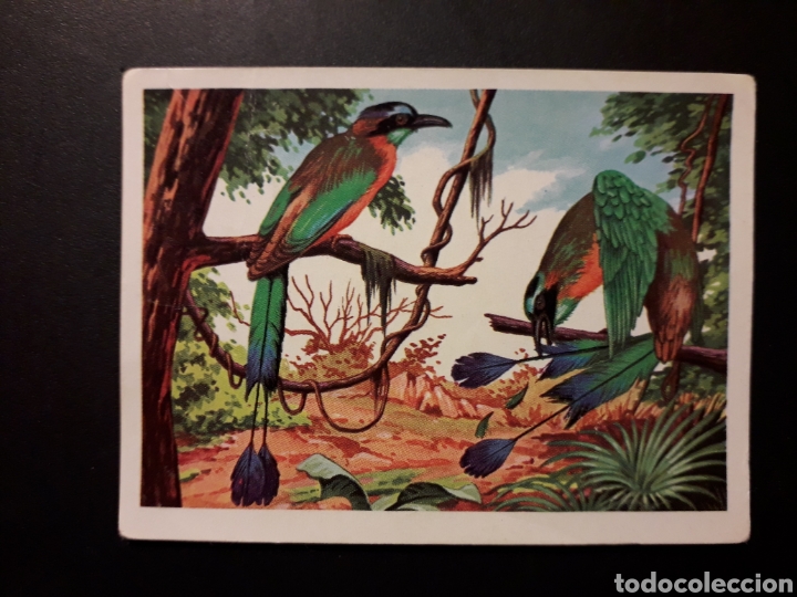 Colecionismo Cromos antigos: MOMOTO PANORAMA ZOOL&Oacute;GICO RUIZ ROMERO 1973 N&deg; 204 SIN PEGAR PEDIDO M&Iacute;NIMO 3&euro;