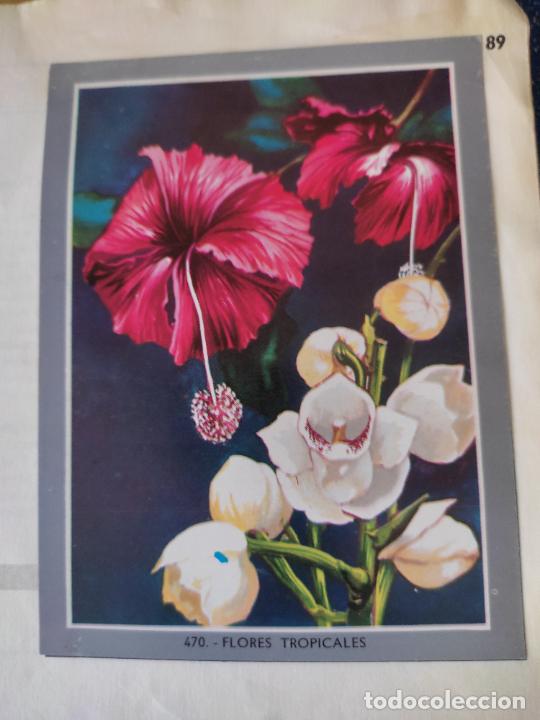 Coleccionismo Cromos antiguos: FLORES TROICALES 470 VIDA COLOR 2 1968 CROMO RECUPERADO VENTANILLA FOURNIER TAMA&Ntilde;O GRANDE