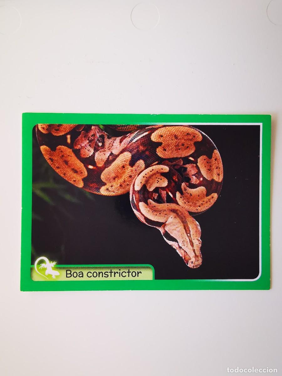 Coleccionismo Cromos antiguos: CROMO PEGATINA SIN PEGAR ANIMALES GRAN ALBUM DEL MUNDO ANIMAL 2014 PANINI 104 BOA CONSTRICTOR