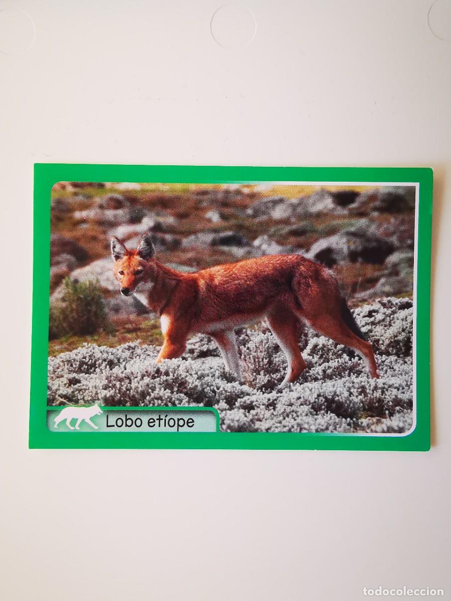 Colecionismo Cromos antigos: CROMO PEGATINA SIN PEGAR ANIMALES GRAN ALBUM DEL MUNDO ANIMAL 2014 PANINI 106 LOBO ETIOPE