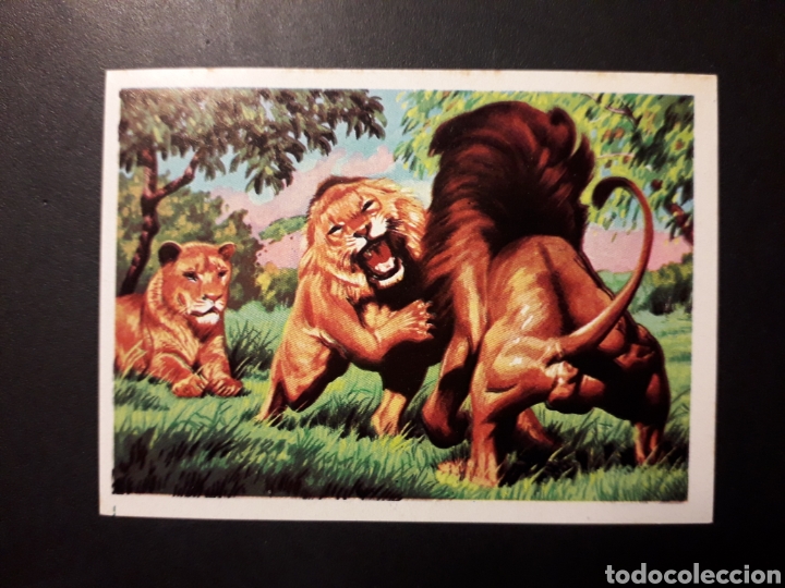 Collectionnisme Cartes &agrave; collectionner anciennes: LE&Oacute;N PANORAMA ZOOL&Oacute;GICO RUIZ ROMERO 1973 N&deg; 242 SIN PEGAR PEDIDO M&Iacute;NIMO 3&euro;
