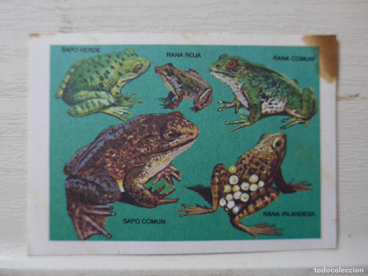 Coleccionismo cromos antiguos: CROMO EUROPA FLASH N&ordm; 135 - Foto 1