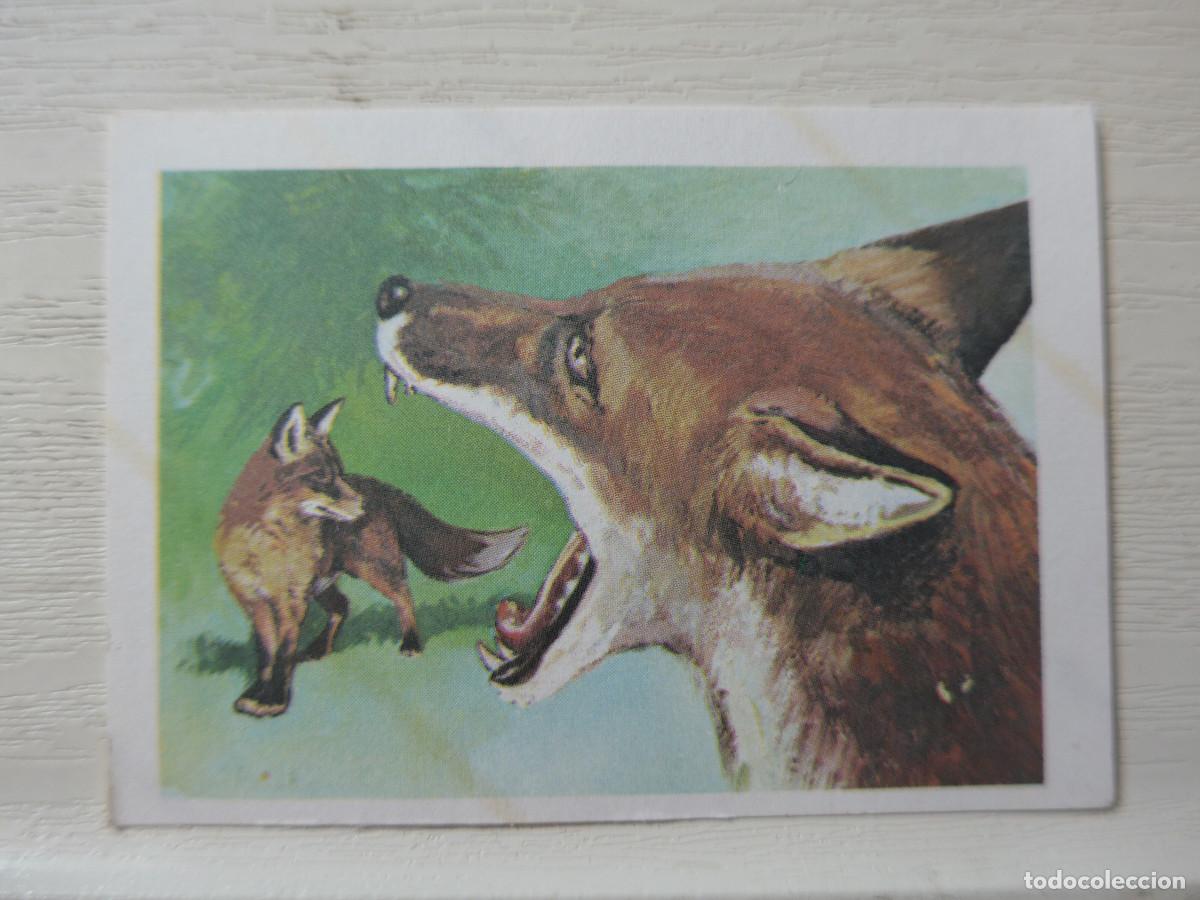 Coleccionismo cromos antiguos: CROMO EUROPA FLASH N&ordm; 24 - Foto 1