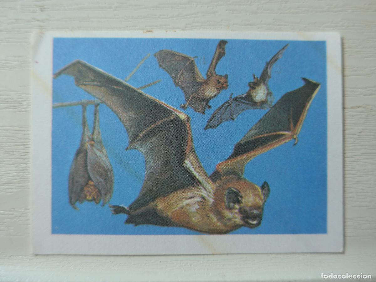 Coleccionismo cromos antiguos: CROMO EUROPA FLASH N&ordm; 33 - Foto 1