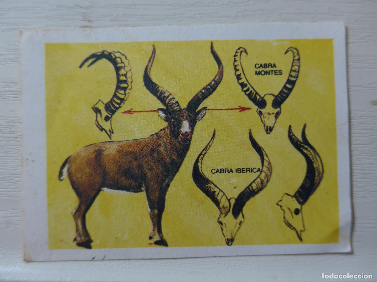 Coleccionismo cromos antiguos: CROMO EUROPA FLASH N&ordm; 49 - Foto 1