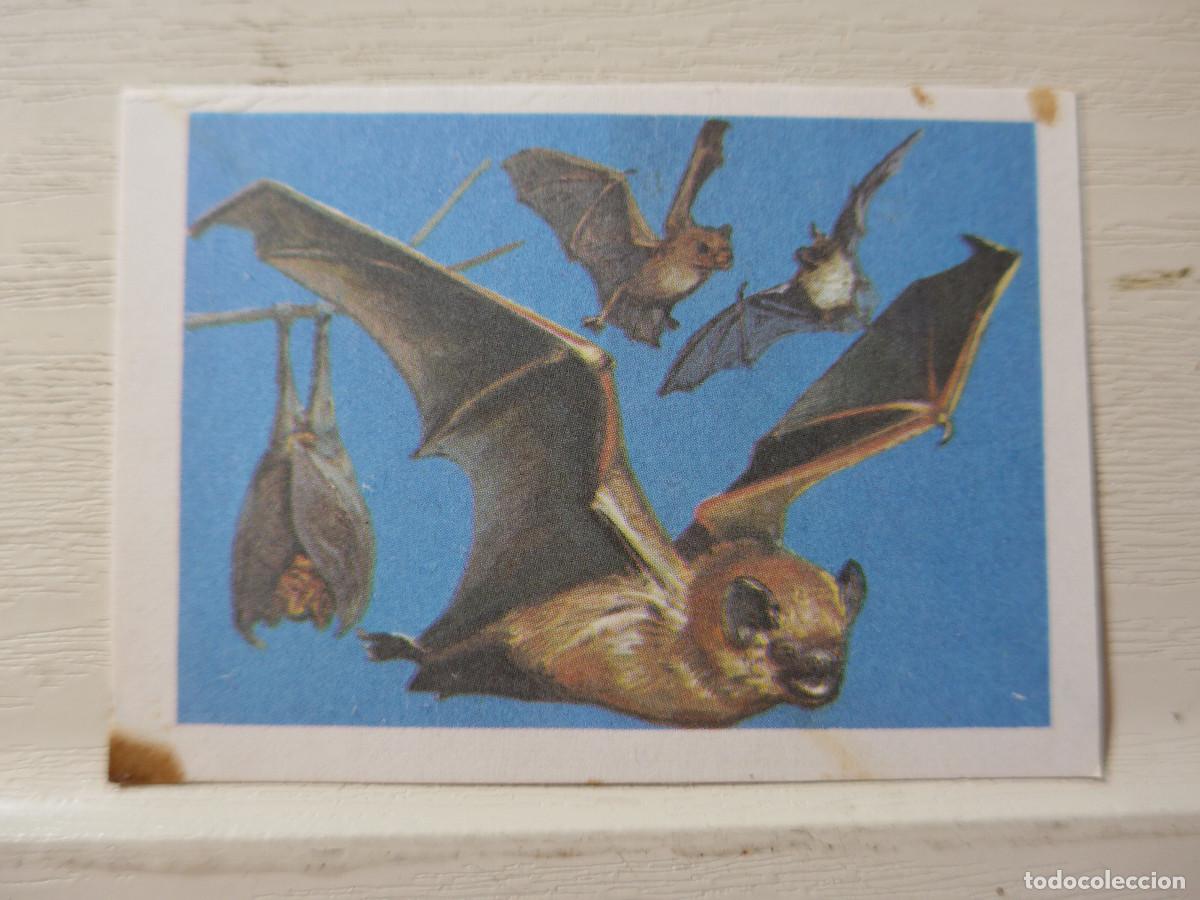 Coleccionismo cromos antiguos: CROMO EUROPA FLASH N&ordm; 33 - Foto 1