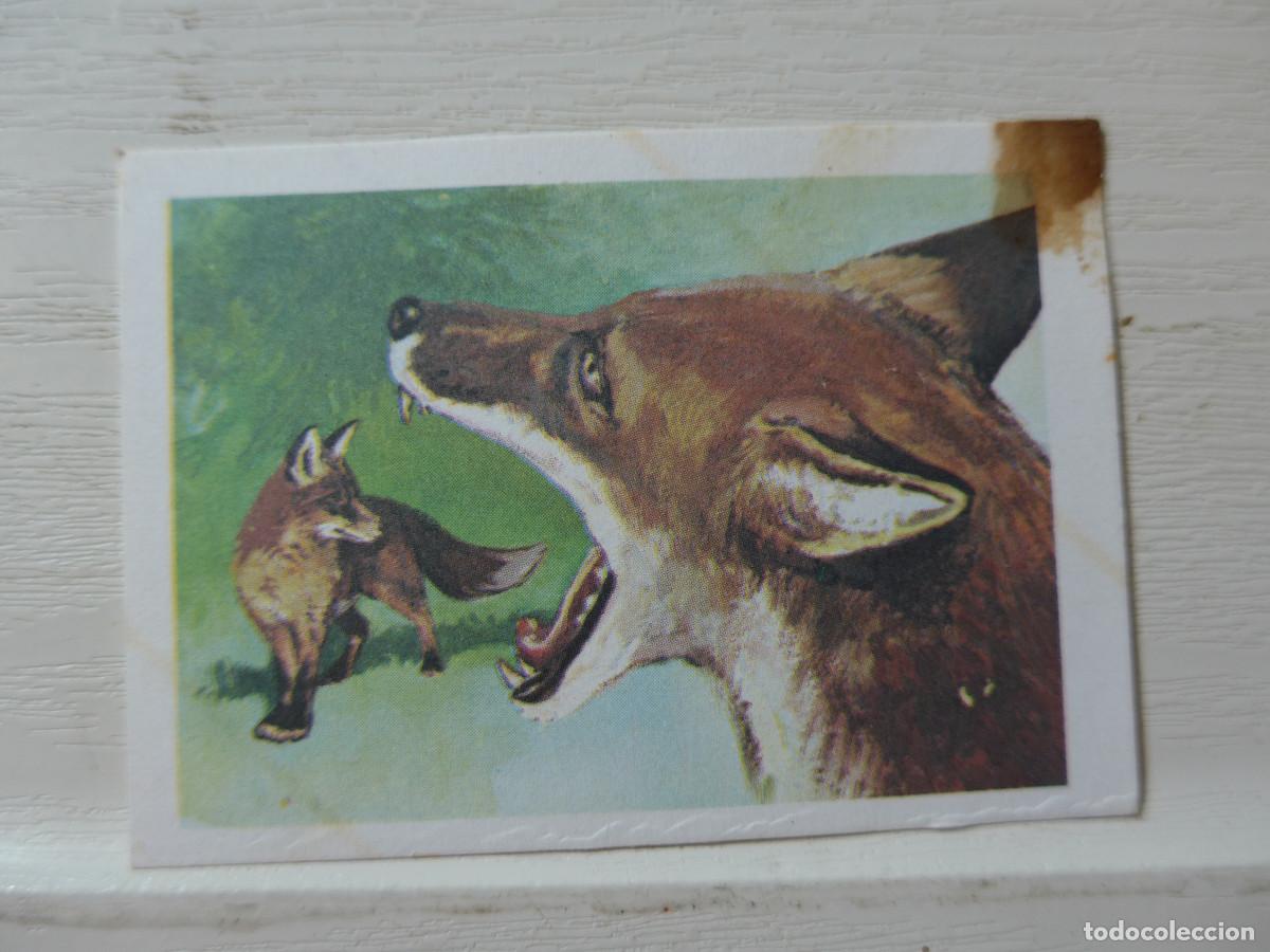 Coleccionismo cromos antiguos: CROMO EUROPA FLASH N&ordm; 24 - Foto 1