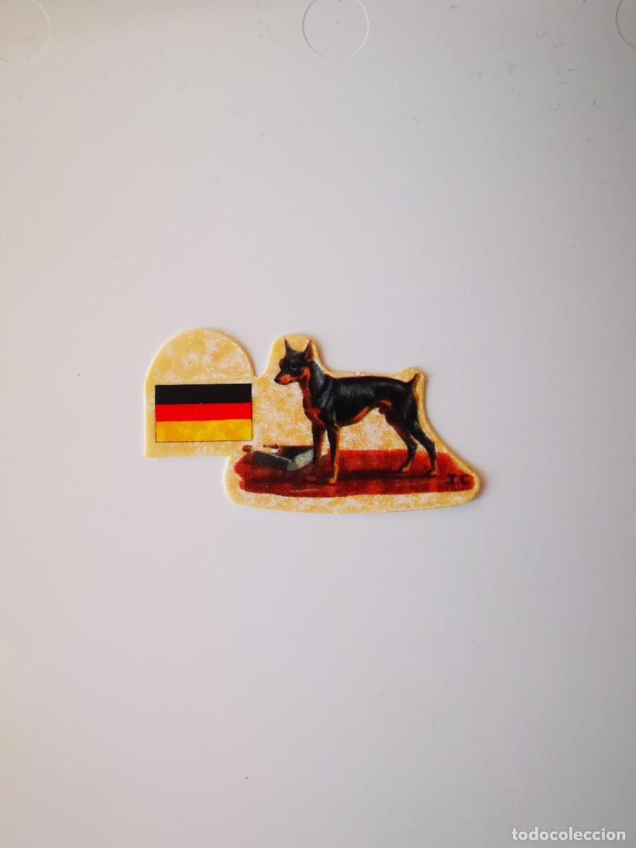 Sammeln alte Sammelbilder: CROMO SIN PEGAR PASTELITOS PANRICO AUTOADHESIVOS PERROS SUS RAZAS ORIGEN 45 PINSCHER ENANO ALEMANIA