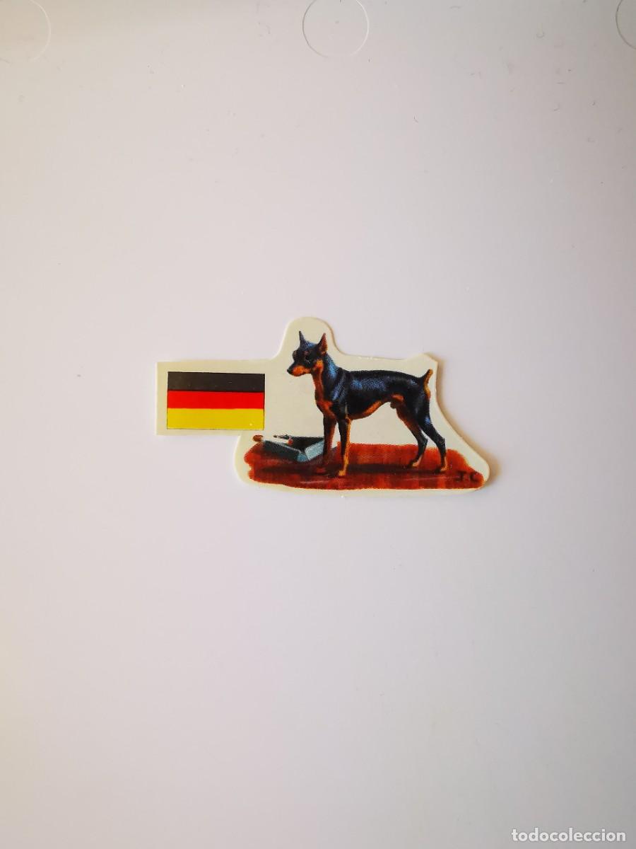 Sammeln alte Sammelbilder: CROMO SIN PEGAR PASTELITOS PANRICO AUTOADHESIVOS PERROS SUS RAZAS ORIGEN 45 PINSCHER ENANO ALEMANIA