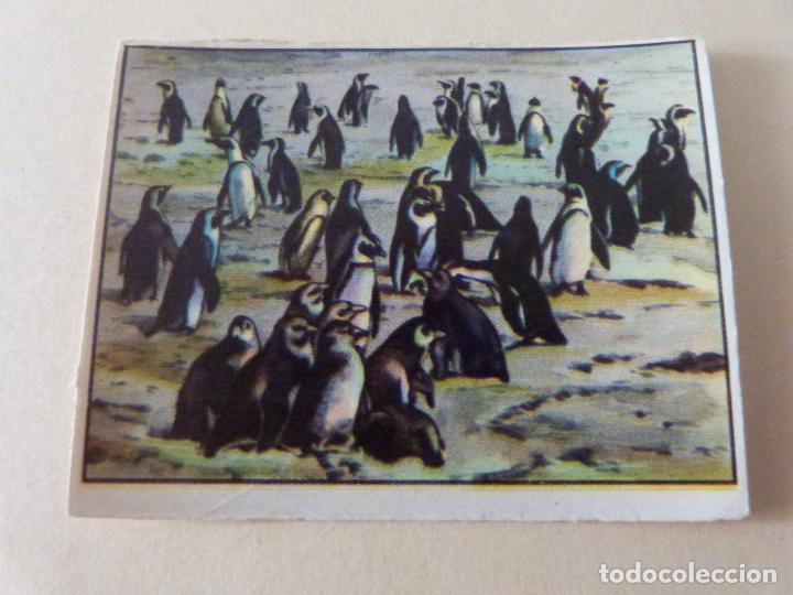Collezionismo Figurine antiche: CROMO A TRAV&Eacute;S DE AFRICA ALBUM 2 SIN PEGAR N&ordm; 3 SERIE VII A&Ntilde;O 1960 ALBUM A TRAVES...DE BATANGA