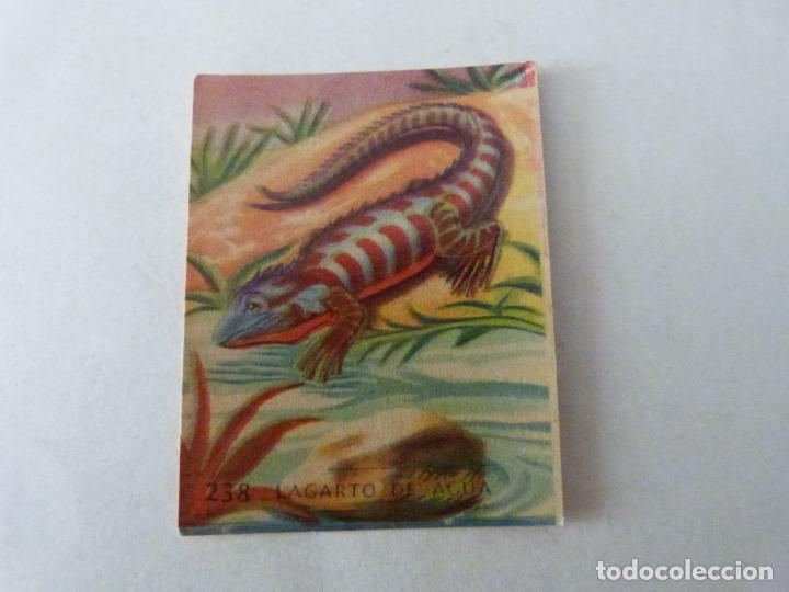 Coleccionismo cromos antiguos: CROMO PAISES Y RAZAS DEL MUNDO SIN PEGAR N&ordm; 238 A&Ntilde;O 1952 ALBUM PAISES Y RAZAS.. HISPANO AMERICANA