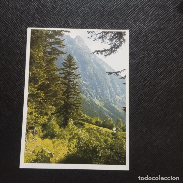Collectionnisme Cartes &agrave; collectionner anciennes: 5 -6 EL MON FORESTAL CROMO ENCICLOPEDIA CATALANA - SIN PEGAR - CC7