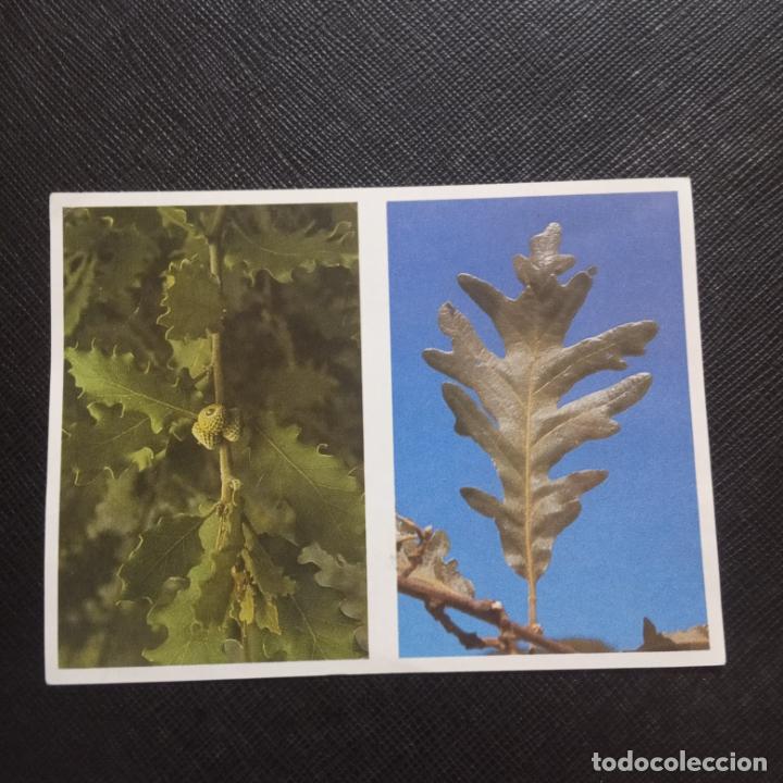 Coleccionismo cromos antiguos: 48 49 EL MON FORESTAL CROMO ENCICLOPEDIA CATALANA - SIN PEGAR - CC7