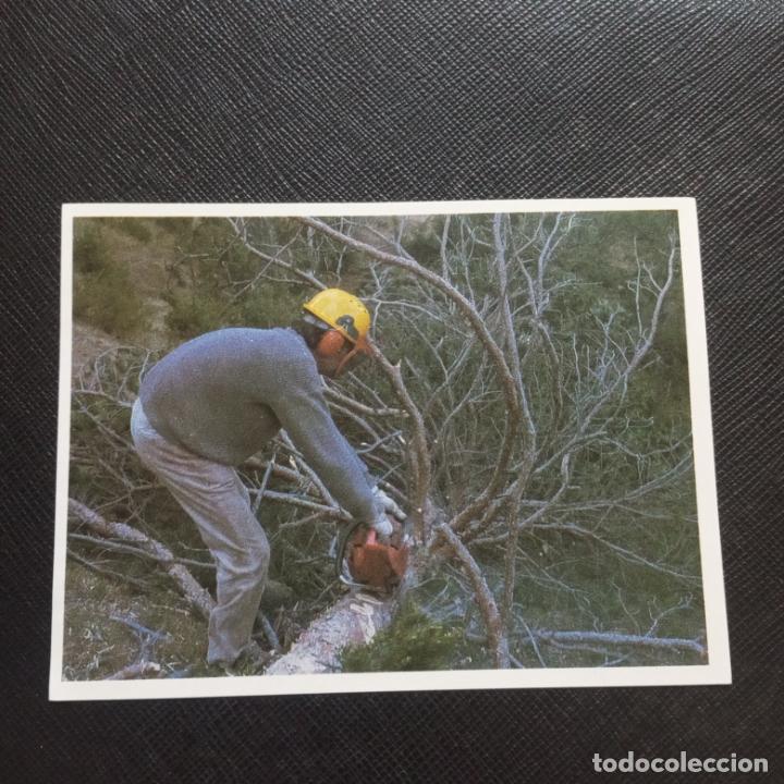Collectionnisme Cartes &agrave; collectionner anciennes: 111 112 EL MON FORESTAL CROMO ENCICLOPEDIA CATALANA - SIN PEGAR - CC7
