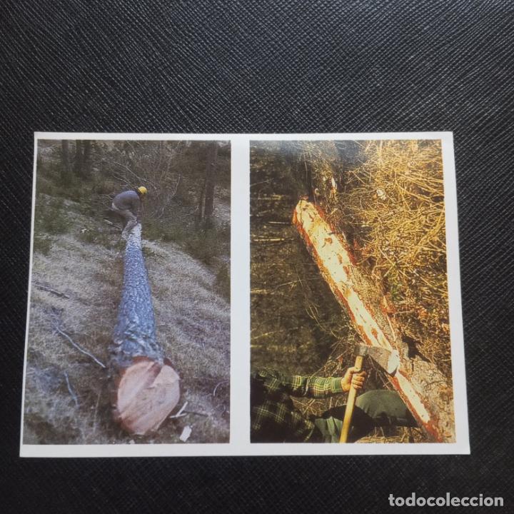 Collectionnisme Cartes &agrave; collectionner anciennes: 113 114 EL MON FORESTAL CROMO ENCICLOPEDIA CATALANA - SIN PEGAR - CC7