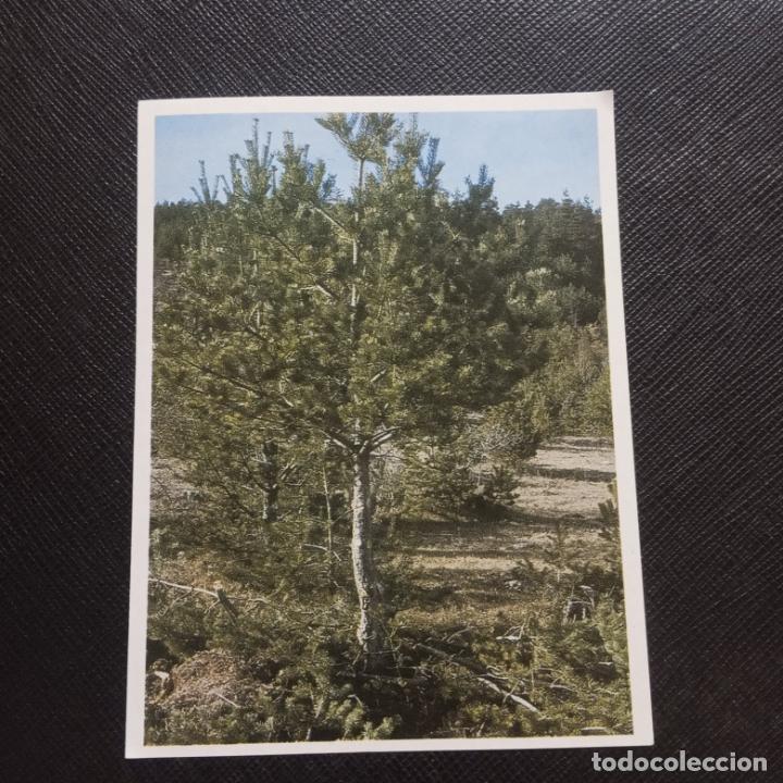 Collectionnisme Cartes &agrave; collectionner anciennes: 256 257 EL MON FORESTAL CROMO ENCICLOPEDIA CATALANA - SIN PEGAR - CC7