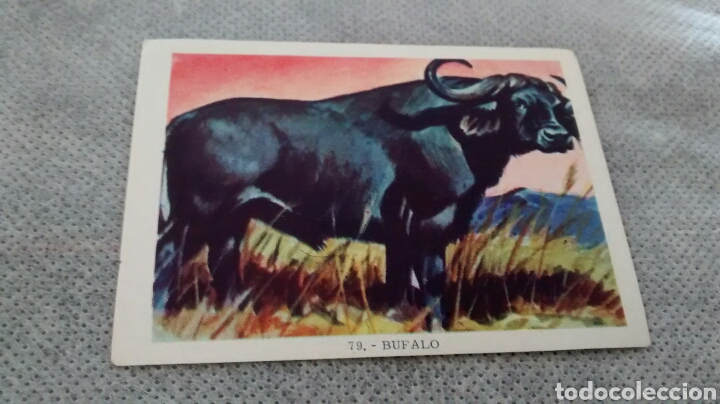 Coleccionismo cromos antiguos: CIENCIA Y ARTE, FHER, 79 - Foto 1