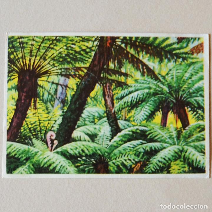 Coleccionismo Cromos antiguos: CROMO N&ordm; 402 - HELECHOS - HISTORIA NATURAL BRUGUERA - RECUPERADO