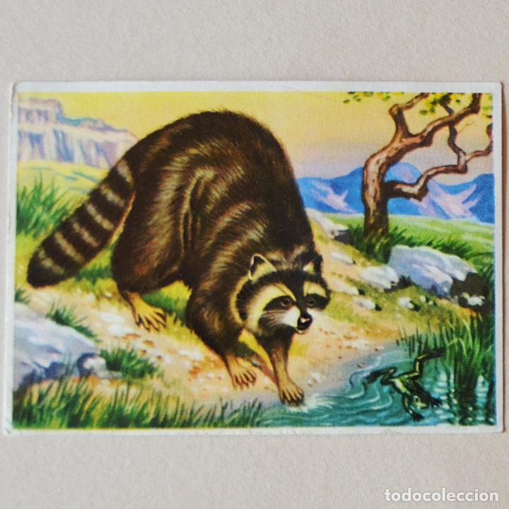Coleccionismo Cromos antiguos: CROMO N&ordm; 191 - MAPACHE - HISTORIA NATURAL BRUGUERA - RECUPERADO
