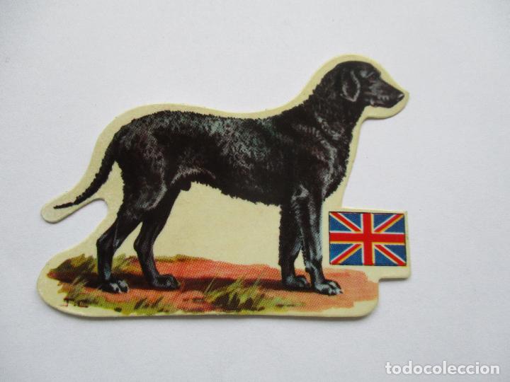 Coleccionismo Cromos antiguos: CROMO: PANRICO 40, RETRIEVER DE PELO RIZADO, INGLATERRA
