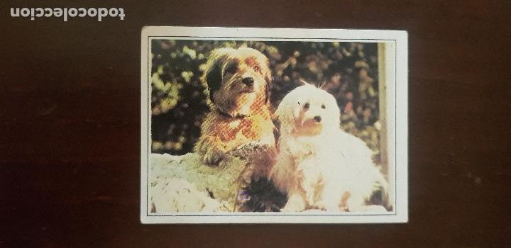 Coleccionismo cromos antiguos: TELE POP N&ordm;35 - Foto 1
