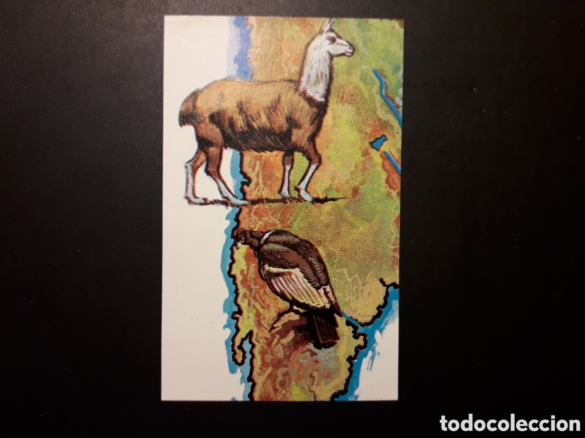 Coleccionismo cromos antiguos: LLAMA Y C&Oacute;NDOR NUESTRO MUNDO. ATLAS ILUSTRADO N&deg; 162 BIMBO BRUGUERA 1967 SIN PEGAR PEDIDO M&Iacute;NIMO 3&euro;.