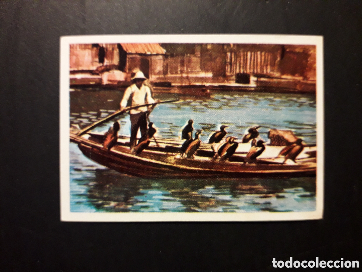 Coleccionismo cromos antiguos: PESCA CON AVES, RAZAS HUMANAS N&deg; 35 CHOCOLATES ELGORRIAGA 1968 SIN PEGAR, PEDIDO M&Iacute;NIMO 3&euro;