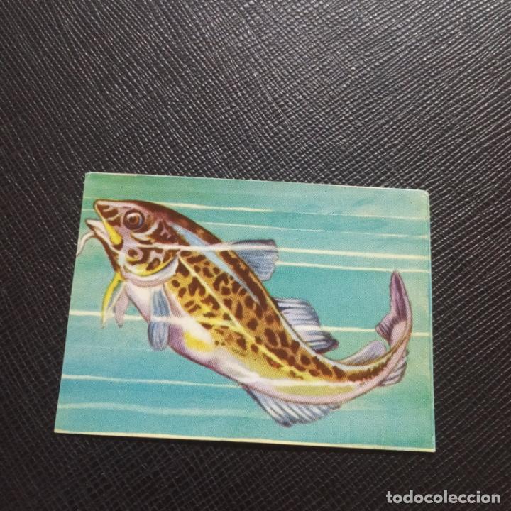 Collectable Antique Stickers: 250 ANIMALES DE TODO EL MUNDO CROMO FHER - SIN PEGAR - CC3