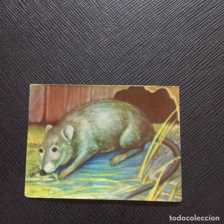 Collectable Antique Stickers: 79 ANIMALES DE TODO EL MUNDO CROMO FHER - SIN PEGAR - CC3 B