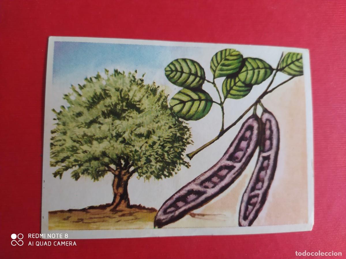 Coleccionismo Cromos antiguos: ALGARROBO 430 HISTORIA NATURAL COLECCION 508 CROMOS BRUGUERA SIN PEGAR C4