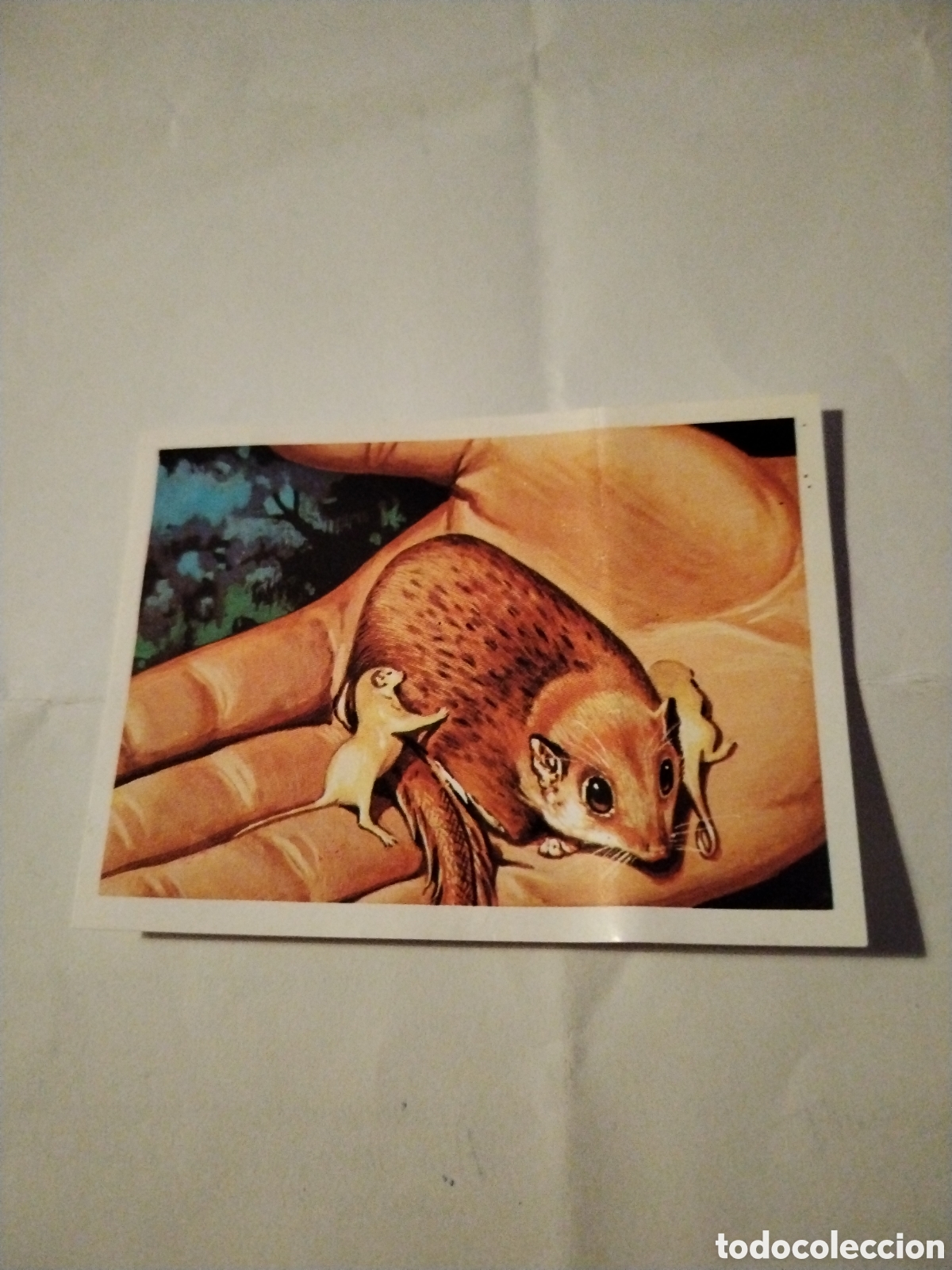 Colecionismo Cromos antigos: Cromo chocolates Torras sin pegar el m&aacute;s y el menos n&deg;54